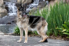 Shepherd - German