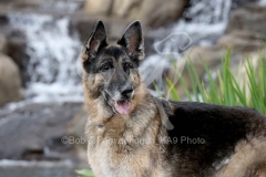 Shepherd - German