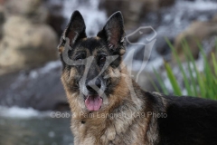Shepherd - German