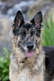 Shepherd - German