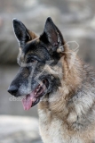 Shepherd - German