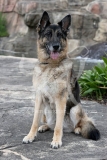 Shepherd - German
