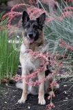 Shepherd - German