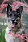 Shepherd - German