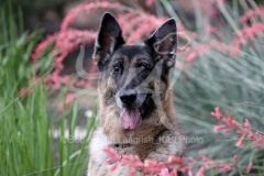 Shepherd - German
