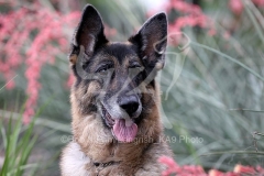 Shepherd - German