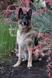 Shepherd - German