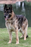 Shepherd - German