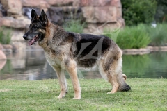 Shepherd - German