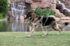 Shepherd - German
