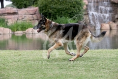 Shepherd - German