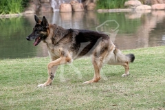Shepherd - German