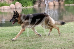 Shepherd - German