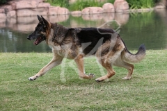 Shepherd - German