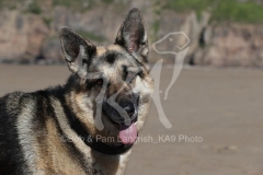 Shepherd - German