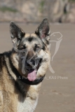 Shepherd - German