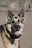 Shepherd - German