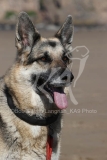 Shepherd - German