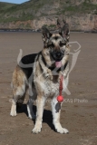 Shepherd - German