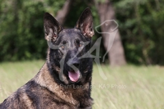 Shepherd - German