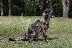 Shepherd - German