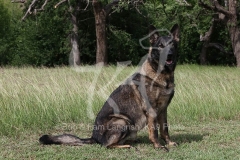 Shepherd - German