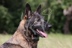 Shepherd - German