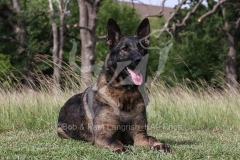 Shepherd - German