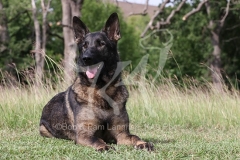 Shepherd - German