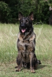 Shepherd - German