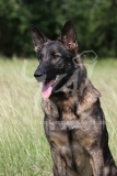 Shepherd - German