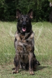 Shepherd - German