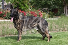 Shepherd - German