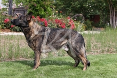 Shepherd - German