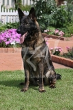 Shepherd - German
