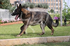 Shepherd - German