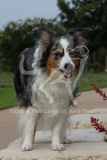 Shepherd - Miniature Australian