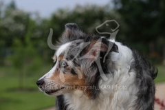 Shepherd - Miniature Australian