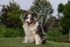 Shepherd - Miniature Australian