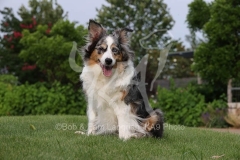 Shepherd - Miniature Australian