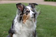 Shepherd - Miniature Australian