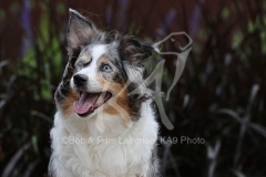 Shepherd - Miniature Australian