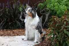 Shepherd - Miniature Australian