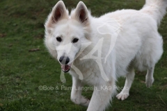 Shepherd - White Swiss