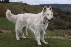 Shepherd - White Swiss