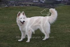 Shepherd - White Swiss