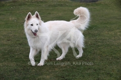 Shepherd - White Swiss