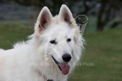Shepherd - White Swiss