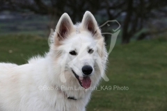 Shepherd - White Swiss