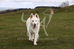 Shepherd - White Swiss